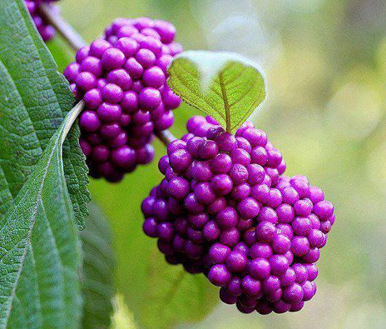 American beauty berry