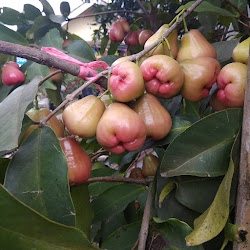 Jual Tanaman Bibit Jambu Muanis Cepat Berbuah