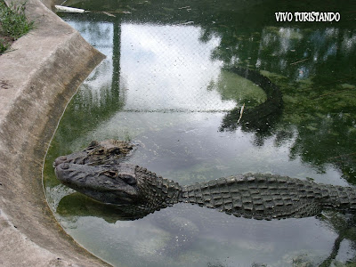 Manaus | No Bosque da Ciência tem Peixe-boi e Ariranha