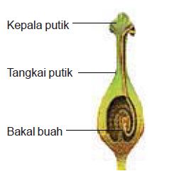 Perkembangbiakan Tumbuhan Generatif Bagian Bunga 