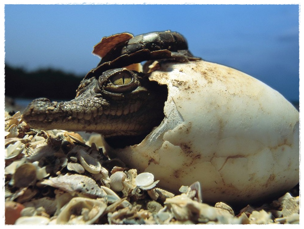 Gambar Buaya di Kepulawan Indonesia Dunia Binatang