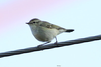 Hume's Warbler