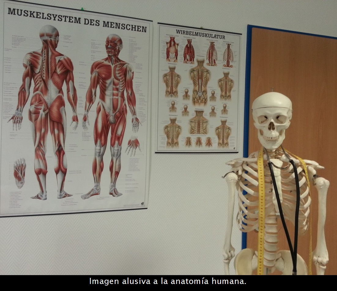 Imagen alusiva a la anatomía humana.