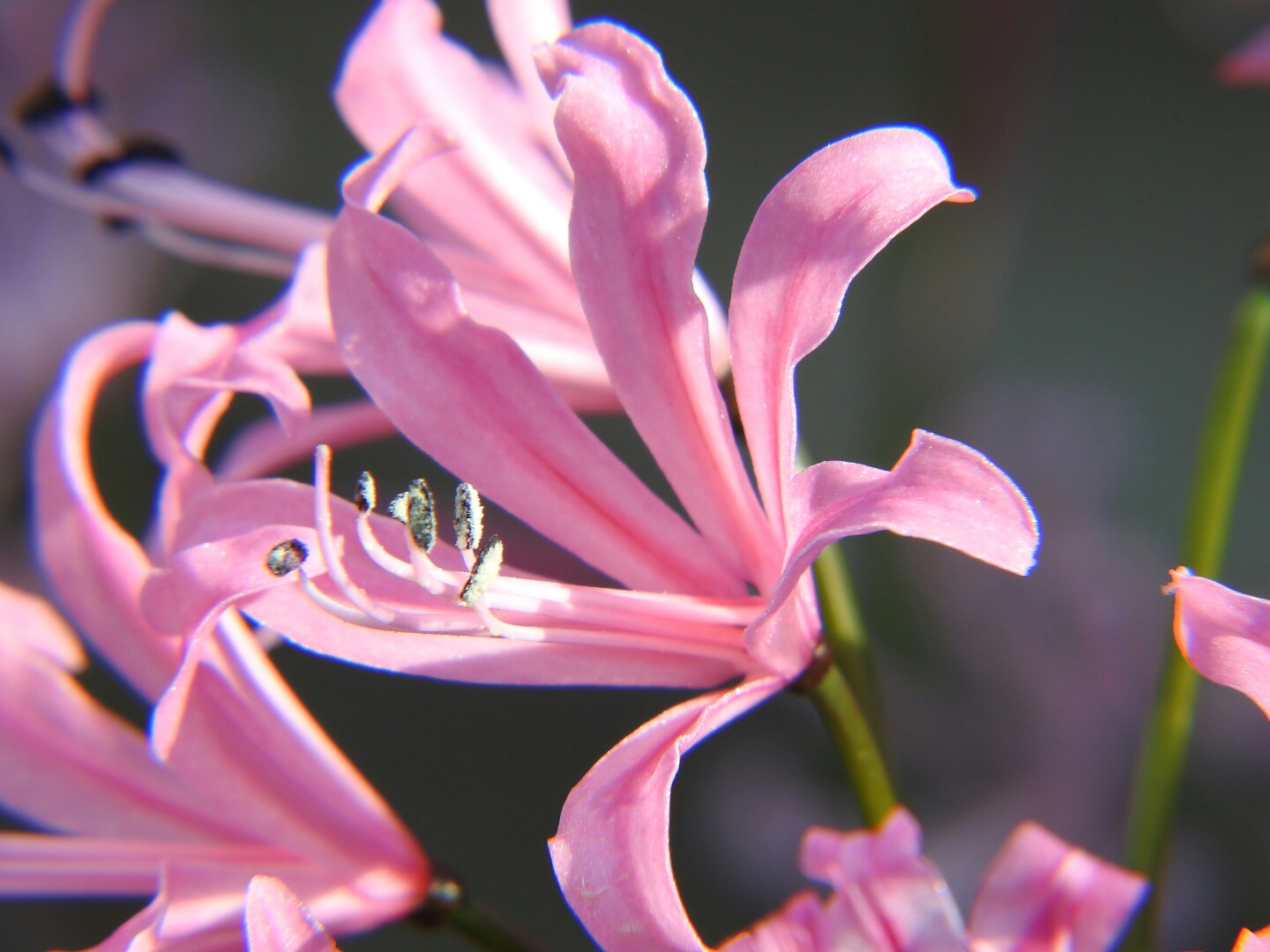 植物園 キラキラ光る花びら ダイヤモンドリリーが見られる場所 開花時期