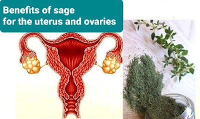 فوائد الميرمية للرحم والمبايض The benefits of sage for the uterus and ovaries