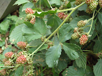 blackberries