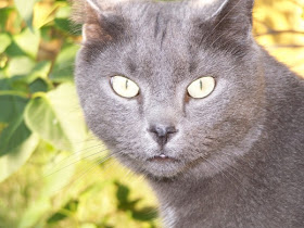 grey cat, house cat