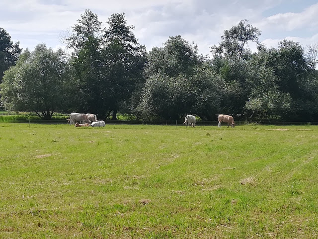 Spreewald - Brandenburgia jak z obrazka.