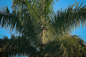 Osprey in a giant palm tree.