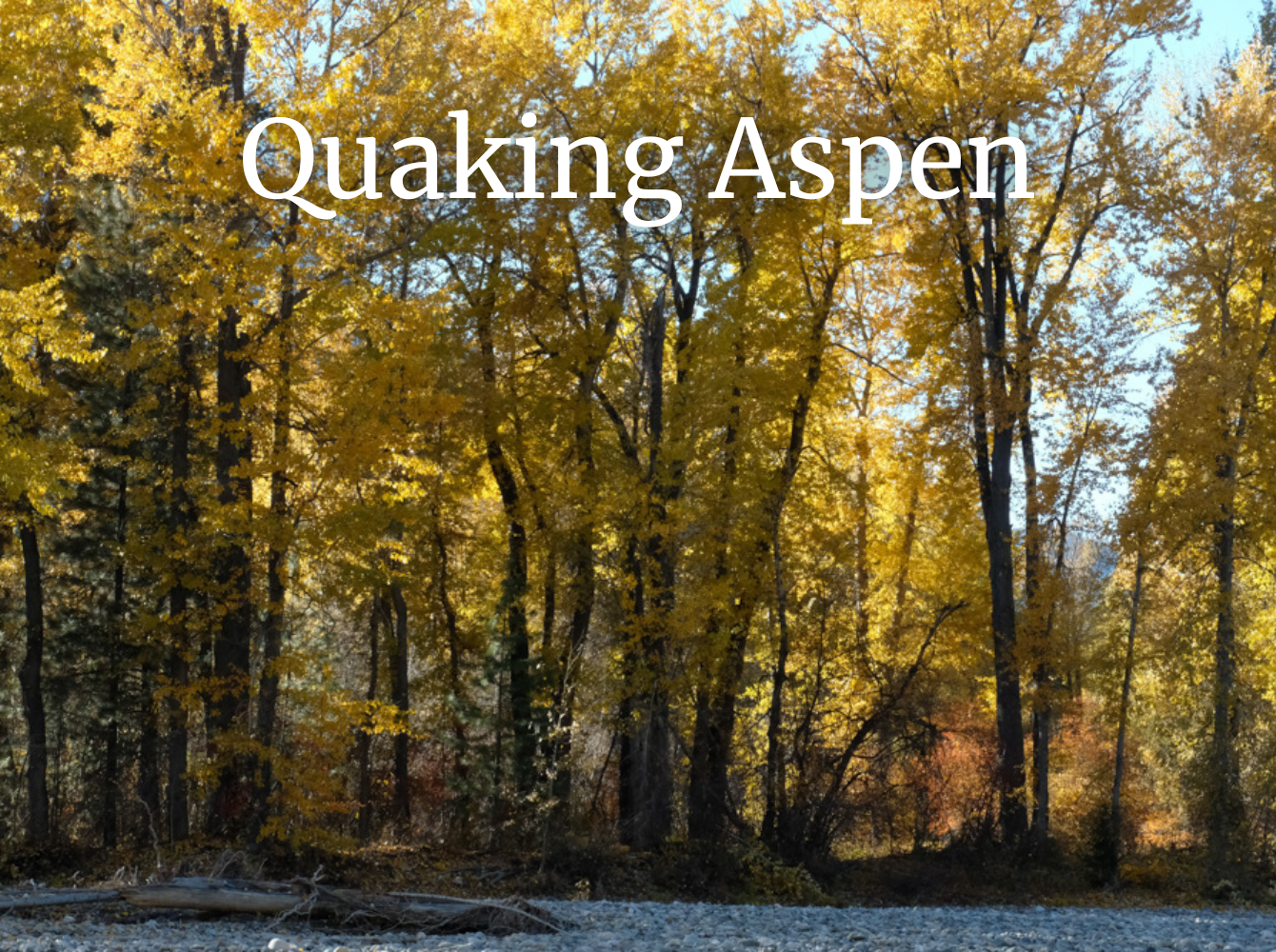 quaking aspen botany with brit