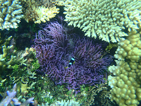 Coral Reefs at Karimunjawa National Marine Park Indonesia