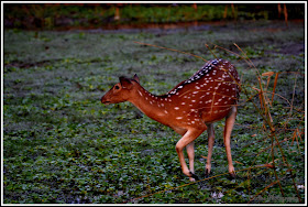 Deer in Nijhum Dwip,  Nijhum Island Hatia, Trip Navigation Bangladesh, Nijhum Dwip Travel Guide