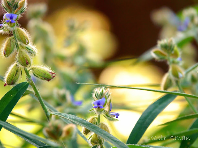 Crotalaria sessiliflora