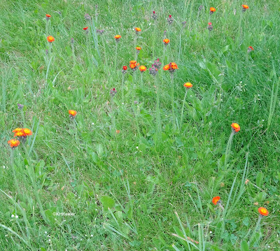 orange hawkweed, Hieracium aurantiacum