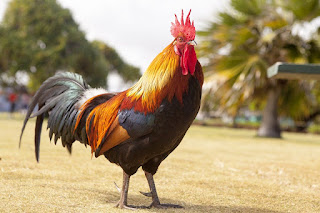 image of a rooster outdoors