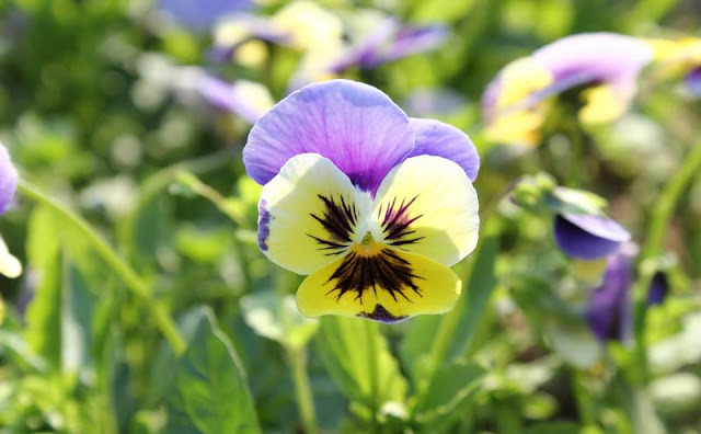 Pansy Flowers Pictures