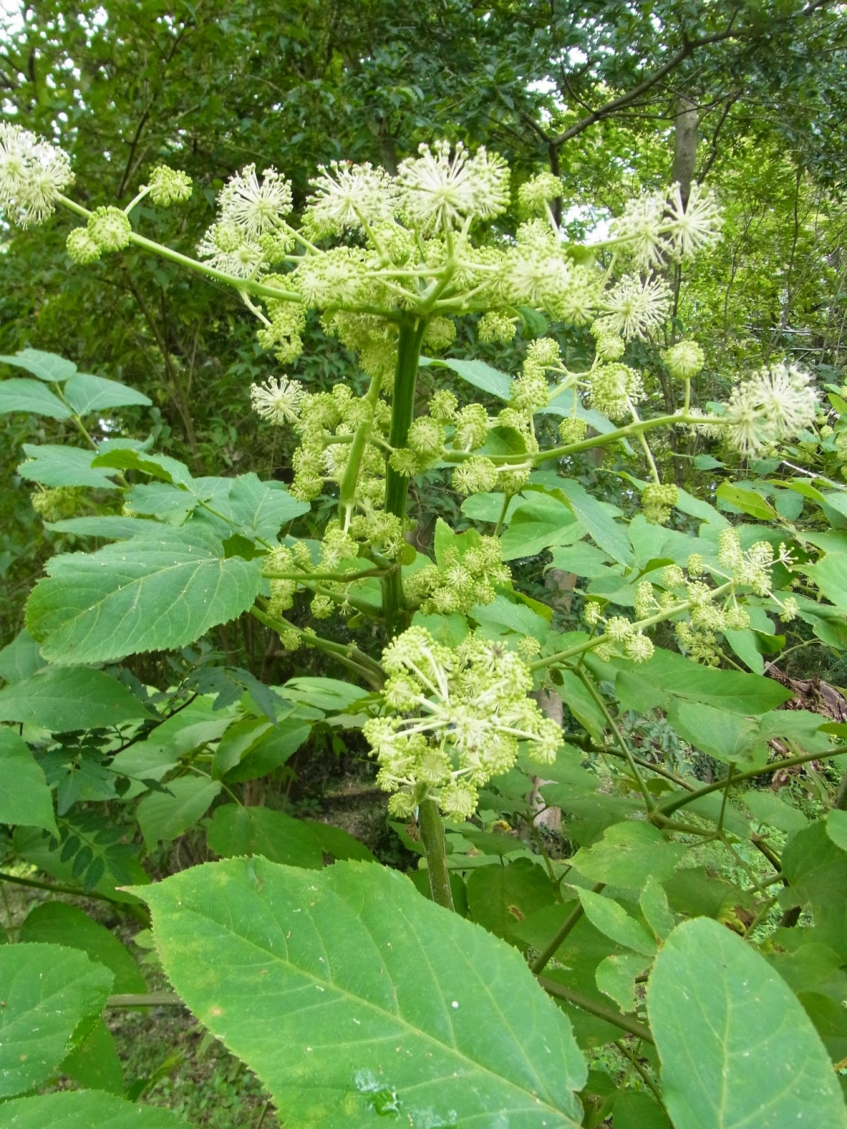 私の拾いもの ウドの花