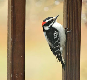 downy woodpecker on deck baluster