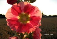 hollyhock