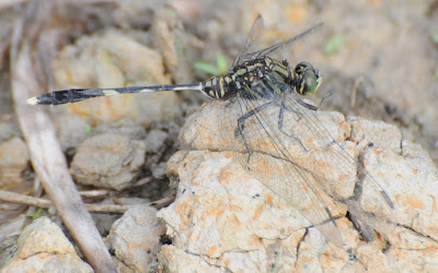 Orthetrum sabina