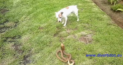 perro y cobra