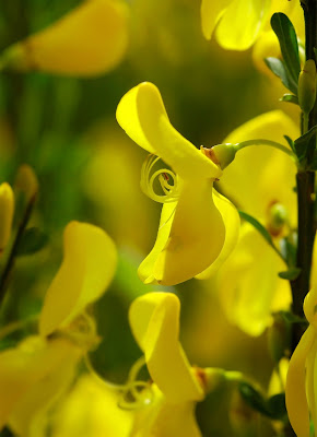 Broom Cytisus scoparius