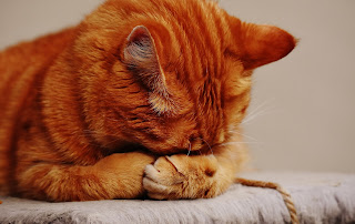 Orange tabby cat sleeps with its head in its paws