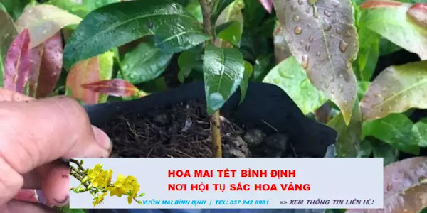 Cách trồng và chăm sóc cho cây mai con nhanh lớn