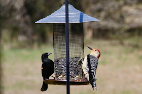 red-winged blackbird and red-bellied woodpecker on feeder
