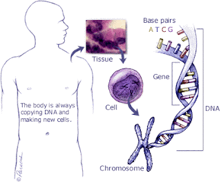 pancreatic cancers, pancreatic cancer survival, what is the treatment for pancreatic cancer, treatment of pancreatic cancer, treatment pancreatic cancer, pancreatic cancer treatment, treatment for pancreatic cancer, survival rate of pancreatic cancer, survival rate pancreatic cancer, survival rate for pancreatic cancer, pancreatic cancer survival rate, pancreas cancer survival rate, survival rates pancreatic cancer, survival rates of pancreatic cancer, survival rates for pancreatic cancer, pancreatic cancer survival rates, causes for pancreatic cancer, what are the causes of pancreatic cancer, causes of pancreatic cancer, pancreatic cancer causes of, pancreatic cancer causes, what causes pancreatic cancer, causes pancreatic cancer, pancreatic cancer cause, the cause of pancreatic cancer, what cause pancreatic cancer, cause pancreatic cancer, cause of pancreatic cancer, stage 4 pancreatic cancer, pancreatic cancer stage 4, prognosis for pancreatic cancer, prognosis of pancreatic cancer, pancreatic cancer prognosis, prognosis pancreatic cancer, what is the prognosis of pancreatic cancer