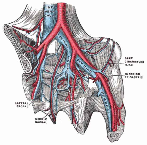 Iliac_veins_thumb3