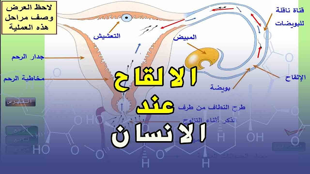 درس الالقاح عند الانسان للسنة الرابعة متوسط علوم طبيعية