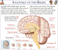 anatomy-of-brain