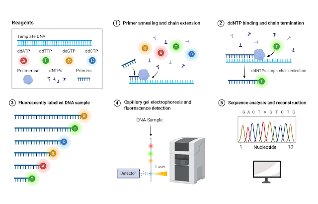 Sanger Sequencing