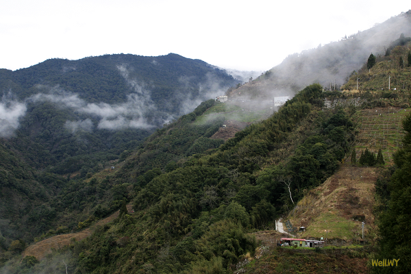 2011春‧部門旅遊：雲莊山嵐 + 拉拉山神木
