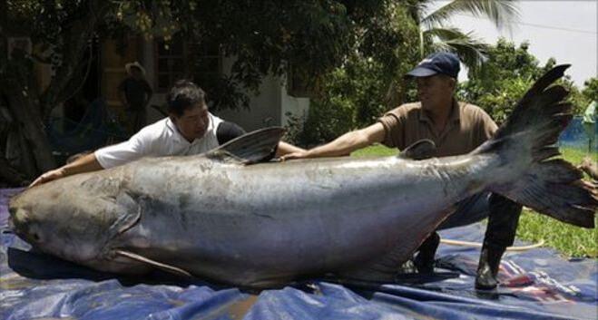 Animales gigantes reales