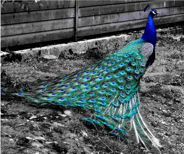 beautiful color focus peacock photo