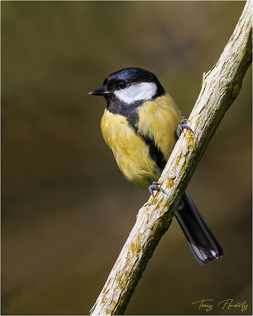 Female Great tit