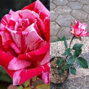 Jual Bibit Bunga Mawar Candy Striped Kebun Bibit Bunga