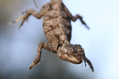 Rescued Lizard