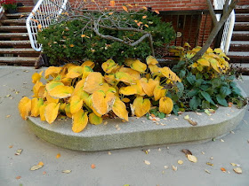 Toronto Garden District Fall Cleanup Before by Paul Jung Gardening Services--a Toronto Organic Gardening Company