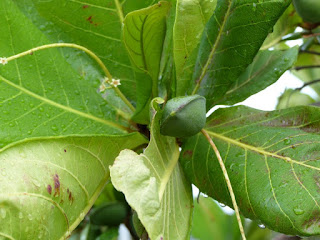 Badamier - Terminalia catappa