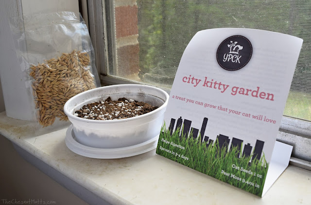 YPCK City Kitty Oat Grass Garden Kit