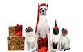 http://www.l0ve.info/2012/12/perros-y-gatos-santa-claus-mascotas.html