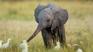 foto tierna de elefante