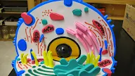 Animal Cell Project Clay - How to Build a 3D Animal Cell Model | Sciencing : 9:45 it's aumsum time recommended for you.
