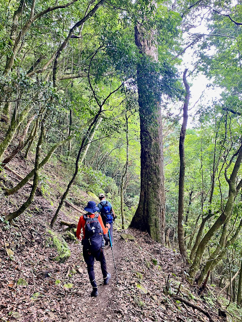 往大坪山登山口