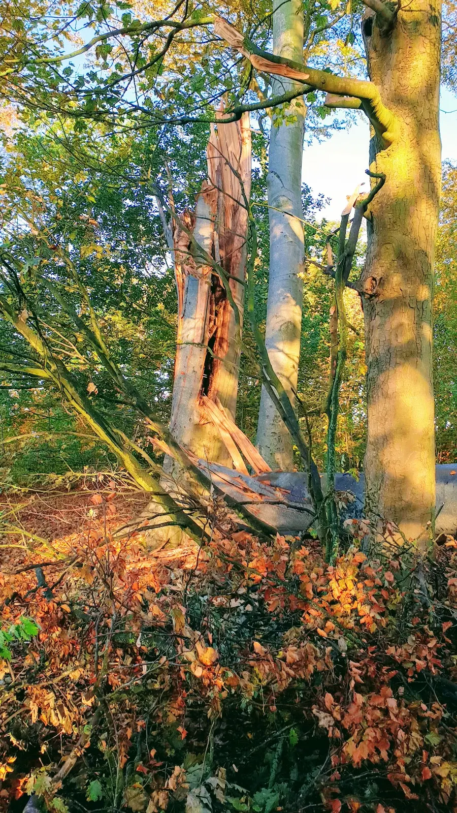 The Fallen Tree. If Winter comes, can Spring be far behind?