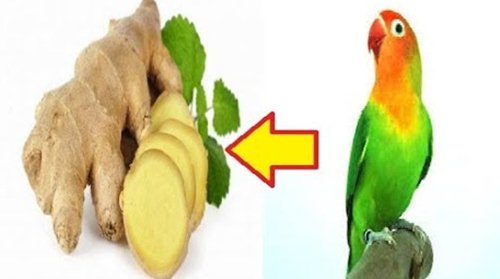 https://miefbird.blogspot.com/2018/03/jamu-tradisional-lovebird.html