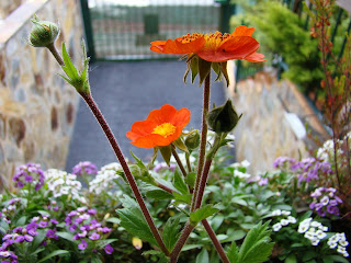 Hierba de San Benito (Geum coccineum Sm.).